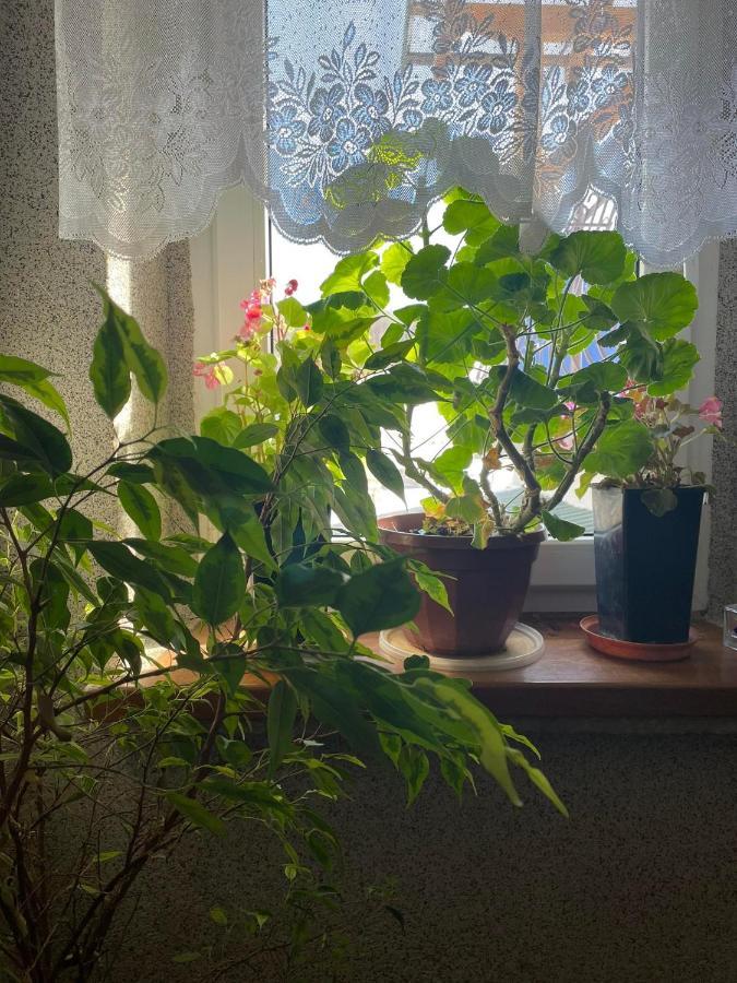 Agroturystyka Pensjonat Paula Muszyna Luaran gambar